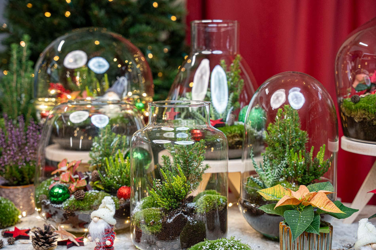 Kit terrarium de Noël fermé avec Fittonia, bruyère et décorations, bocal en verre Ø 19 cm