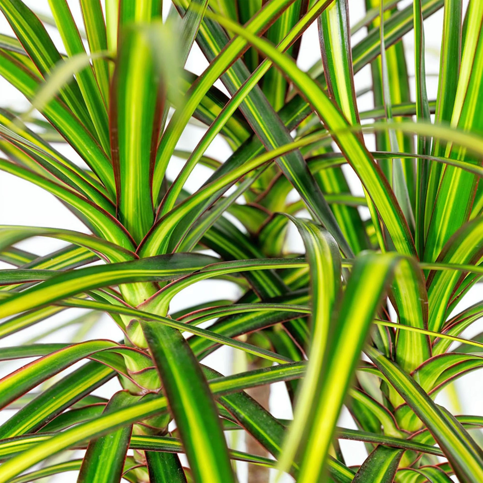 Plantes d'intérieur - Dracaena Sunray - Arbre à dragon - Peu d'entretien- Vert - jaune - 1 Plante - avec Pot Gris - Pot 21cm - Hauteur 90-100cm