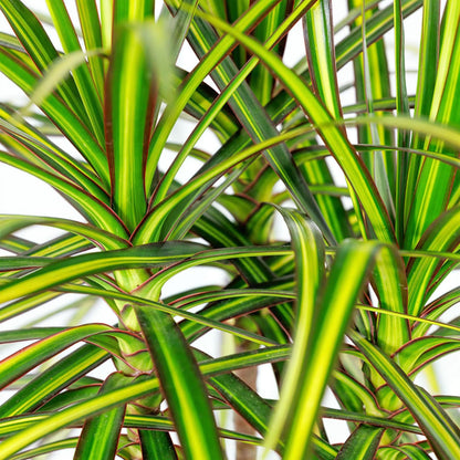 Plantes d'intérieur - Dracaena Sunray - Arbre à dragon - Peu d'entretien- Vert - jaune - 1 Plante - avec Pot Gris - Pot 21cm - Hauteur 90-100cm