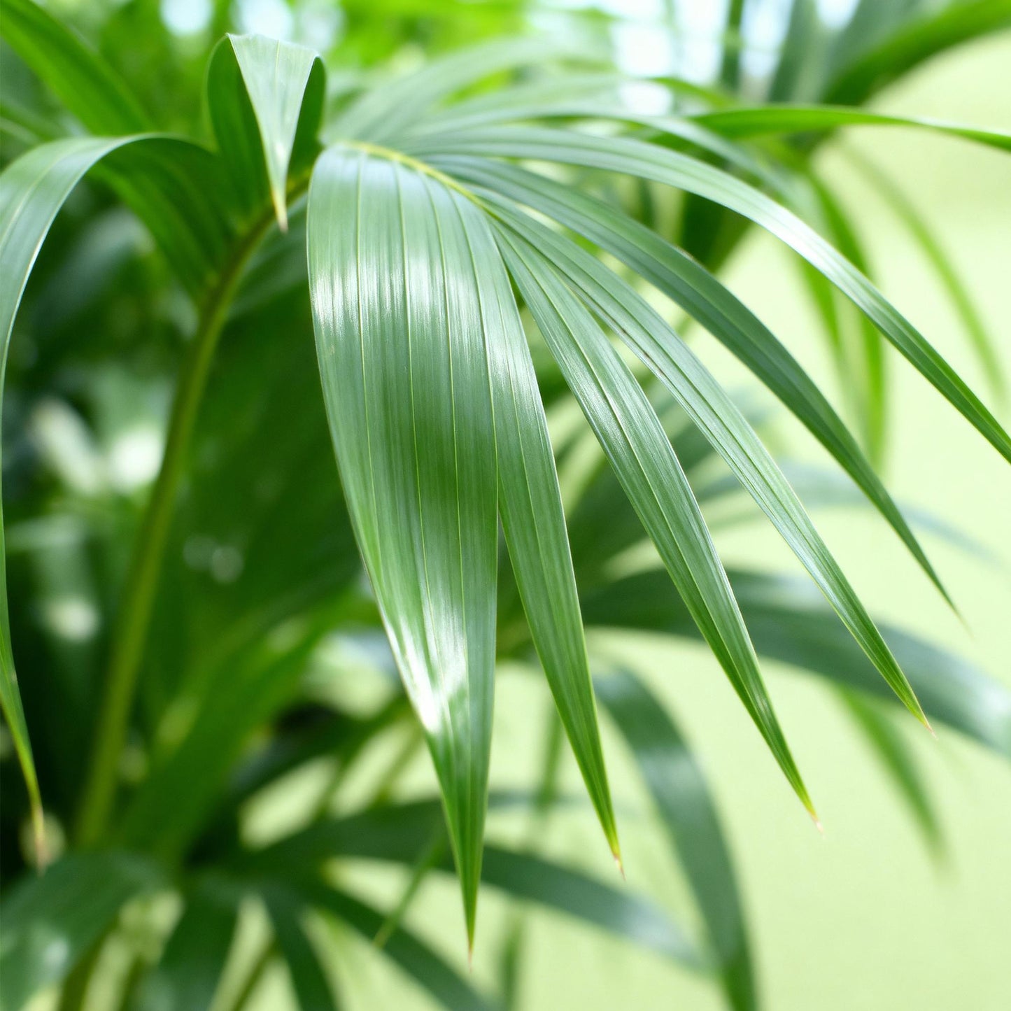 Plante d'intérieur - Howea Forsteriana - Palmier Kentia - Peu d'entretien - Vert - 1 plante - Pot 17cm - Hauteur 70-75cm