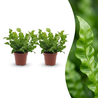 Deux fougères Asplenium Crispy Wave vertes aux feuilles ondulées poussent dans des pots de culture marron