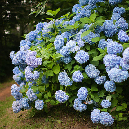 Hortensia Hydrangea macrophylla Blue. Un massif d'hortensias aux fleurs bleues épanouies, apportant une touche de couleur vive au jardin.