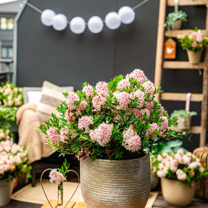 Rhododendron Bloombux Light Pink en pot décoratif sur une terrasse aménagée, avec des guirlandes lumineuses en arrière-plan.