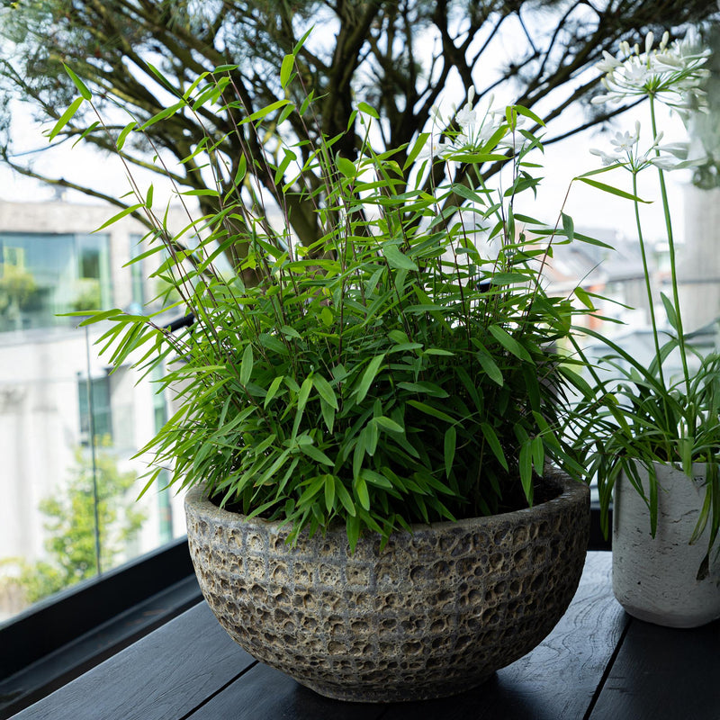 Bambou Fargesia Rufa (Fargesia), brise-vue non traçant, Pot 17 cm, Hauteur 60 cm