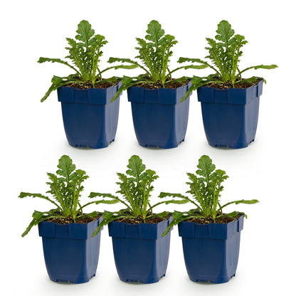 Scabiosa col. Butterfly Blue, un lot de 6 plants vivaces en pot bleu de 11cm, avec un feuillage vert dense, sur fond blanc.