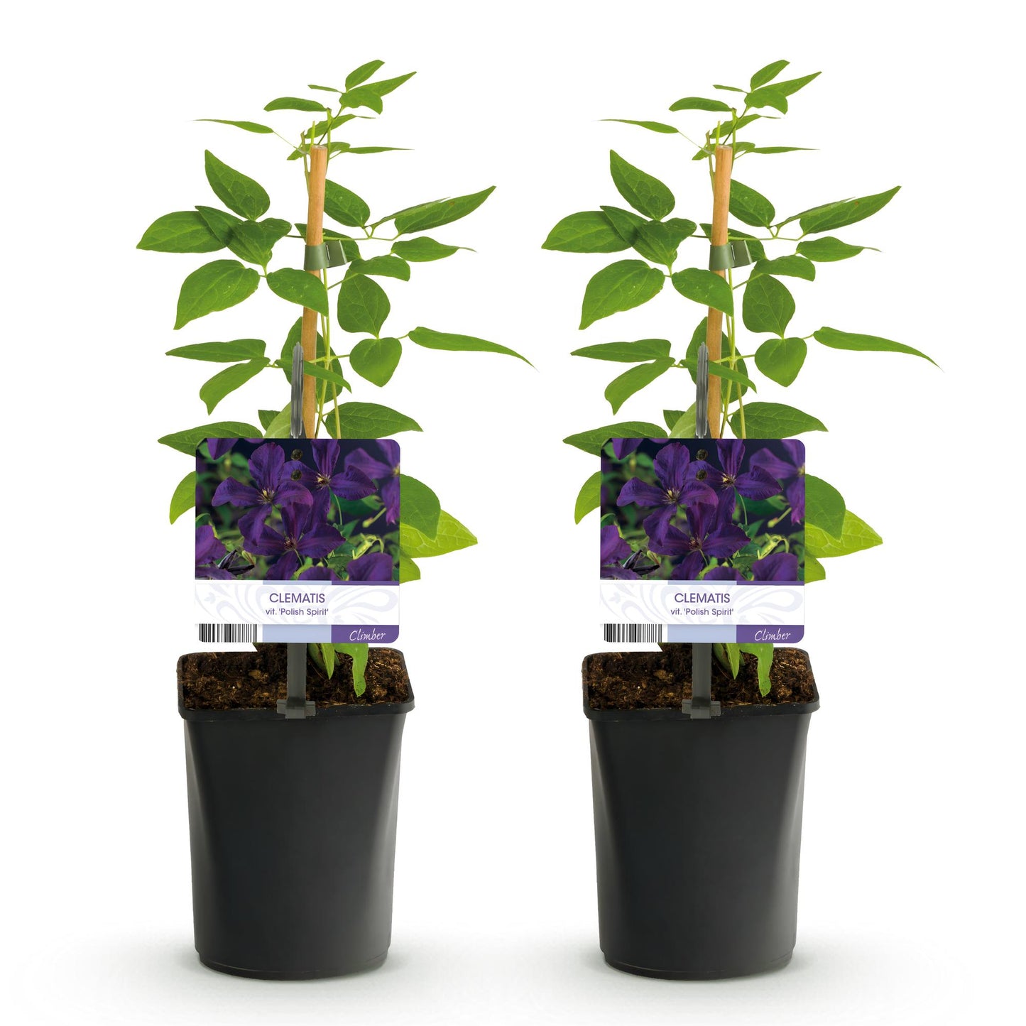 Clématite vit. 'Polish Spirit' : deux plants grimpants en pot, avec des étiquettes montrant ses fleurs violettes sur fond blanc uni.