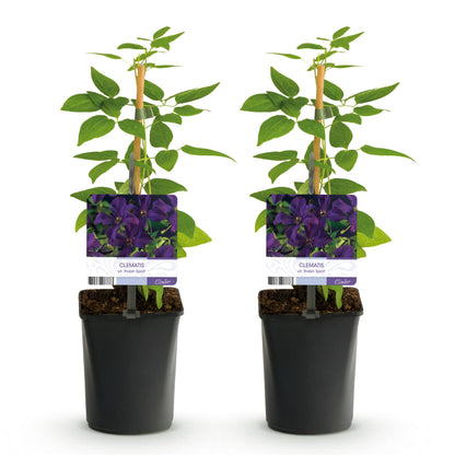 Clématite vit. 'Polish Spirit' : deux plants grimpants en pot, avec des étiquettes montrant ses fleurs violettes sur fond blanc uni.