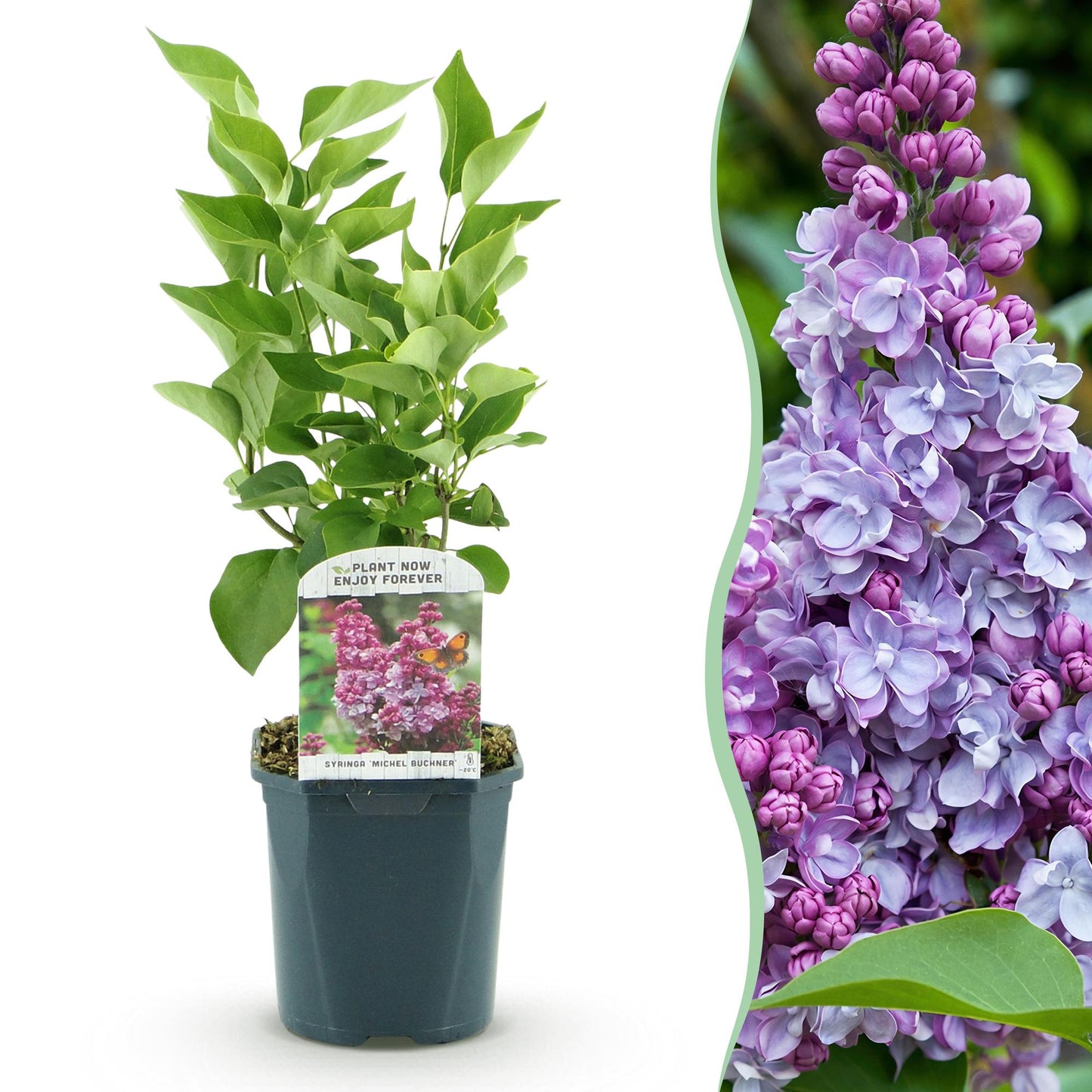 Lilas commun 'Michel Buchner' : jeune plant en pot et gros plan sur ses fleurs doubles mauve pâle et violettes, à la floraison printanière.