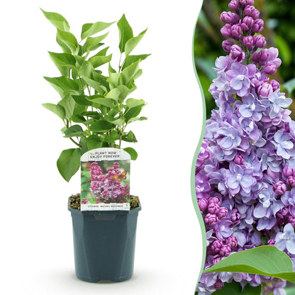 Lilas commun 'Michel Buchner' : jeune plant en pot et gros plan sur ses fleurs doubles mauve pâle et violettes, à la floraison printanière.