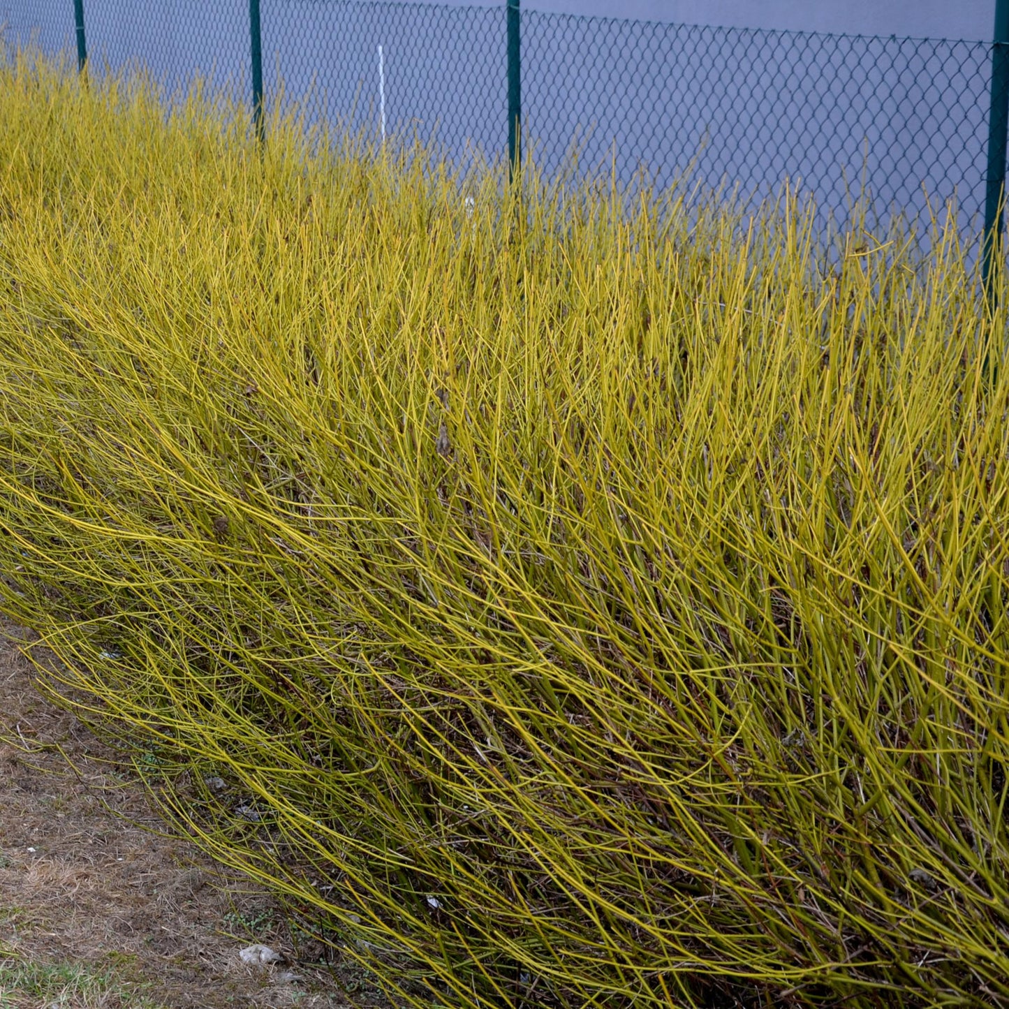 Cornus alba Flaviramea : haie dense de cornouillers aux branches jaune vif, parfaite pour une touche de couleur hivernale dans le jardin.