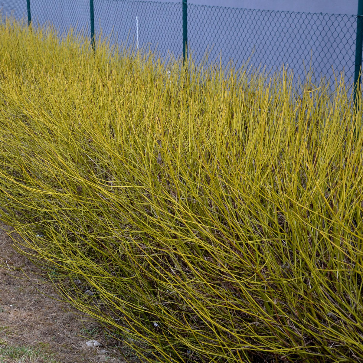Cornus alba Flaviramea : haie dense de cornouillers aux branches jaune vif, parfaite pour une touche de couleur hivernale dans le jardin.