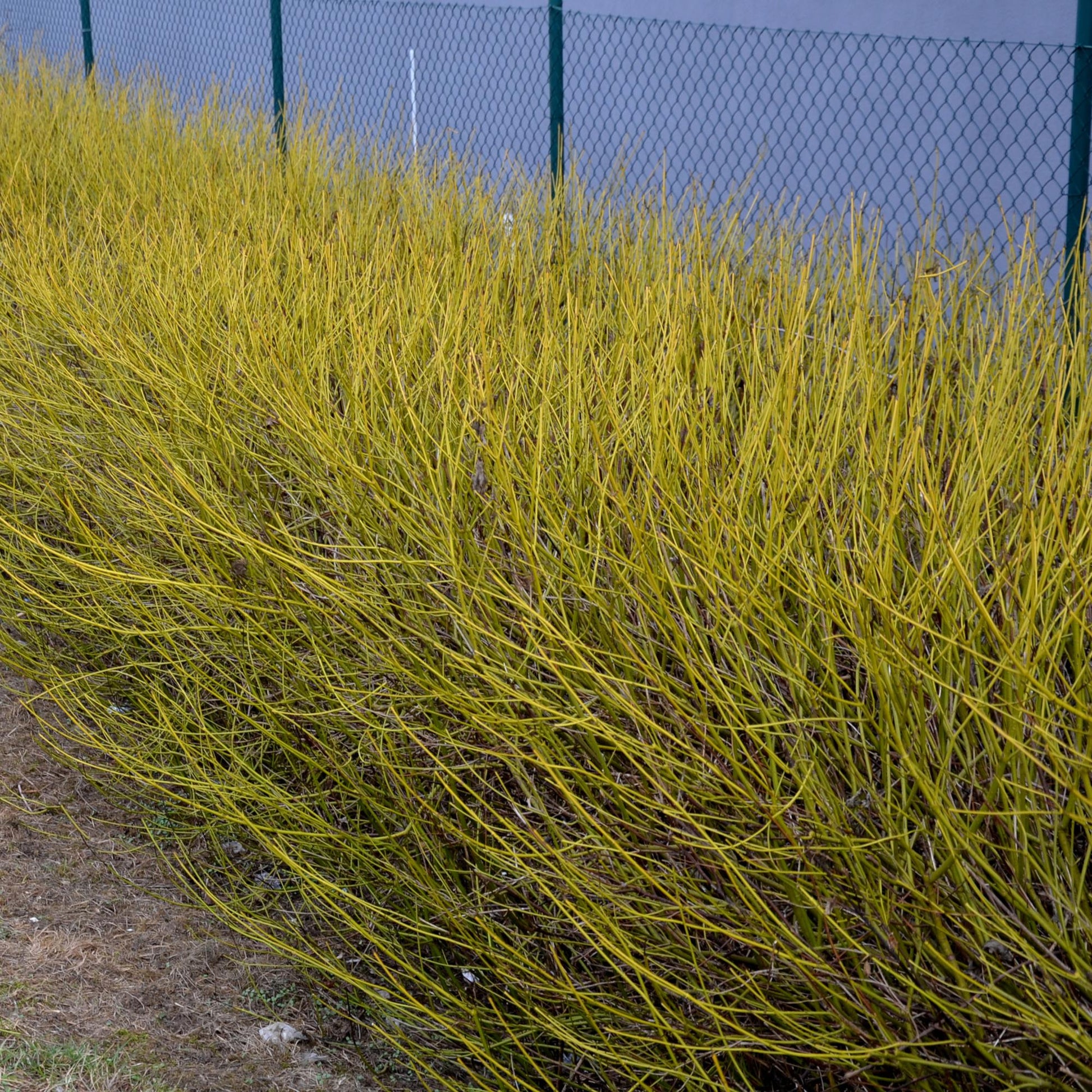 Cornus alba Flaviramea : haie dense de cornouillers aux branches jaune vif, parfaite pour une touche de couleur hivernale dans le jardin.