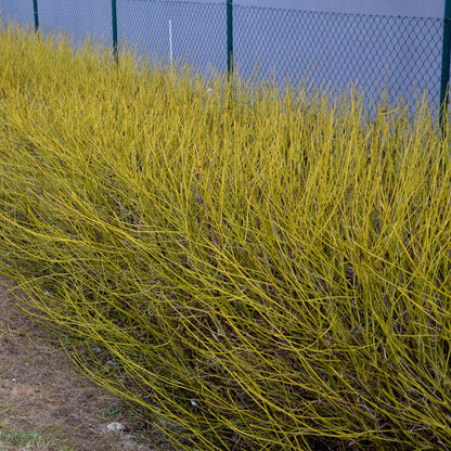 Cornus alba Flaviramea : haie dense de cornouillers aux branches jaune vif, parfaite pour une touche de couleur hivernale dans le jardin.