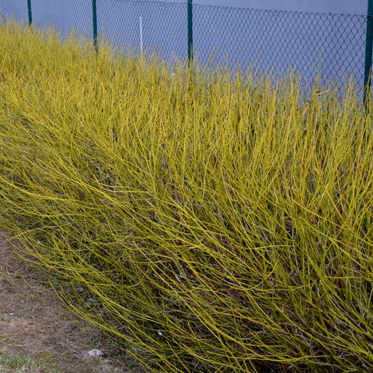 Cornus alba Flaviramea : haie dense de cornouillers aux branches jaune vif, parfaite pour une touche de couleur hivernale dans le jardin.