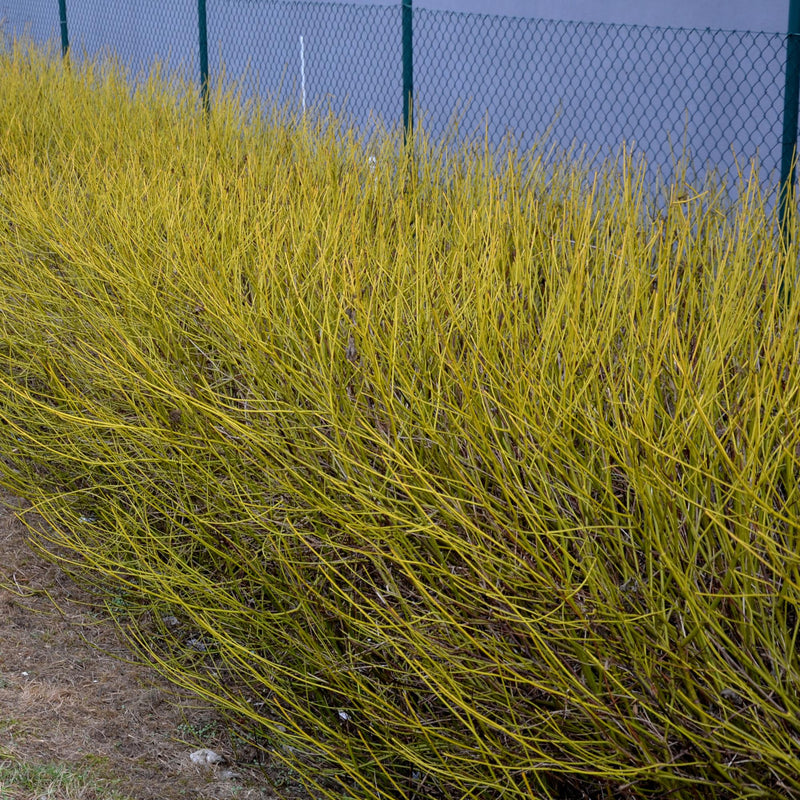 Cornouiller 'Flaviramea' (Cornus) - arbuste au bois décoratif - Pot 17 cm - Hauteur 50 cm