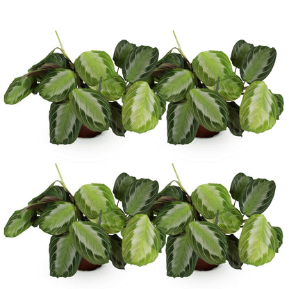 Quatre Maranta Fascinator Silverband dans un pot Panier en pot de 12cm, sur fond blanc