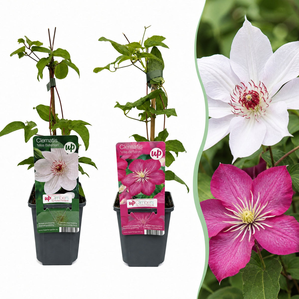 Clématite Duo Rose & Blanc (Clematis) - grimpantes à grandes fleurs