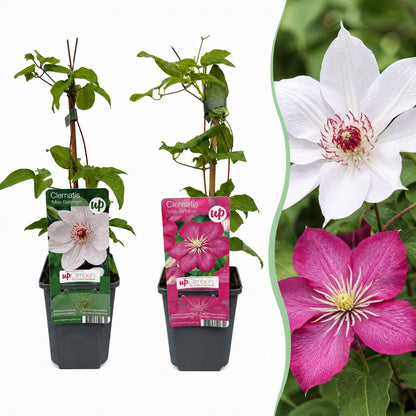 Clématite Duo Rose & Blanc (Clematis) - grimpantes à grandes fleurs