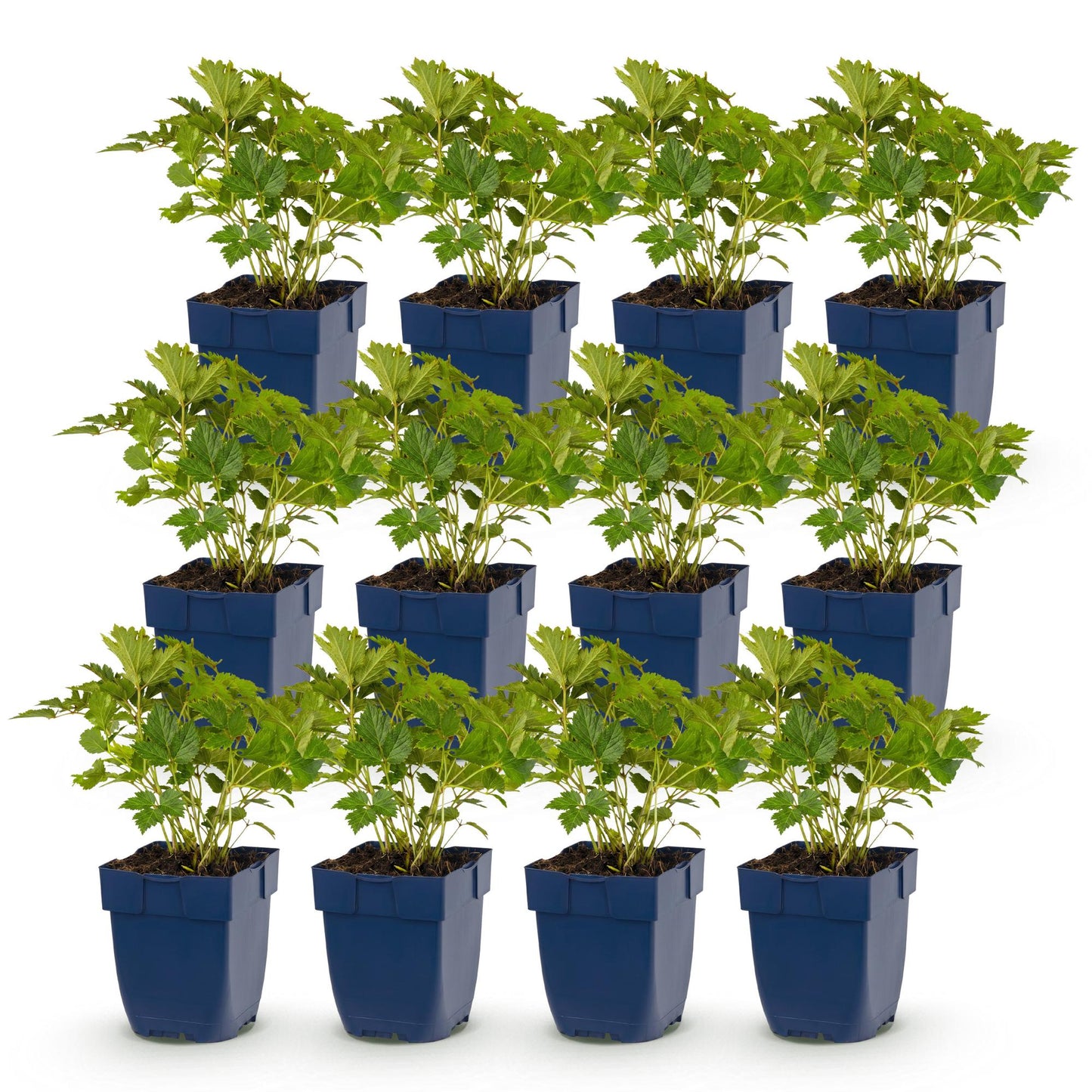 Astilbe chin. Pumila, lot de jeunes plants en pots bleus, alignés sur fond blanc. Feuillage vert dense et sain.