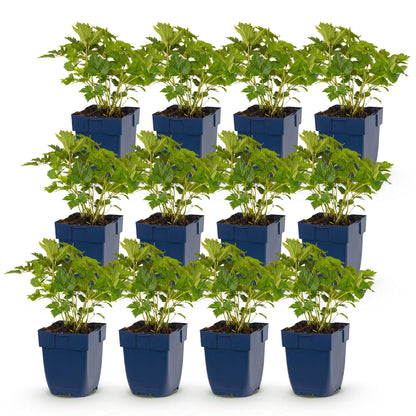 Astilbe chin. Pumila, lot de jeunes plants en pots bleus, alignés sur fond blanc. Feuillage vert dense et sain.