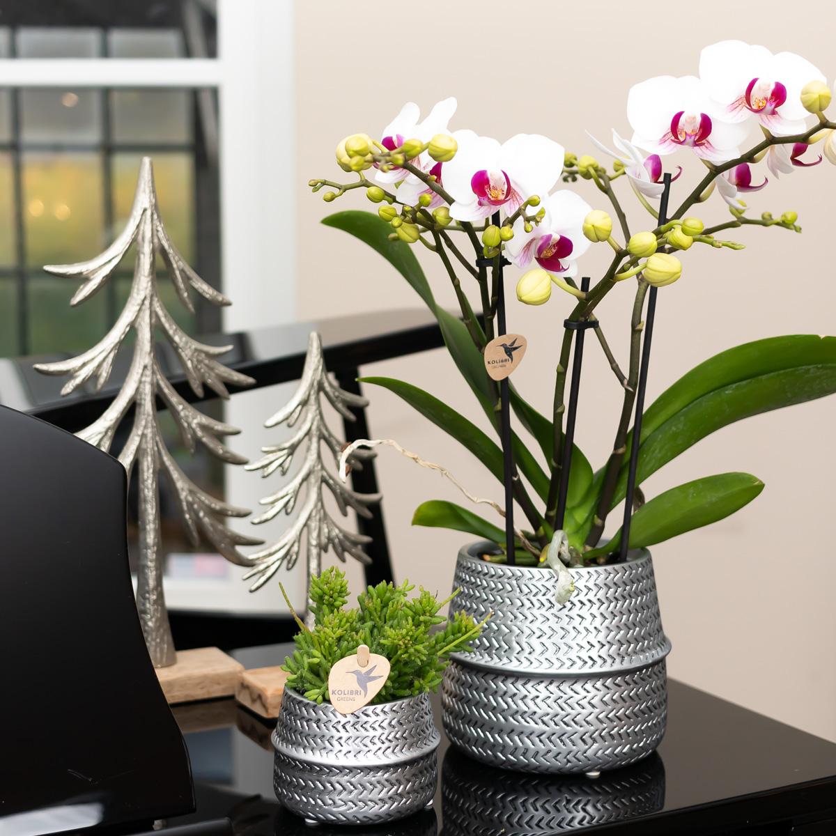 Orchidée Phalaenopsis blanche en pot