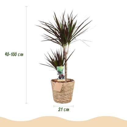 Plantes d'intérieur - Dracaena Magenta - Arbre à sang de dragon - Peu d'entretien - avec panier - Rouge - 1 Plante - Pot 21cm - Hauteur 90-100cm