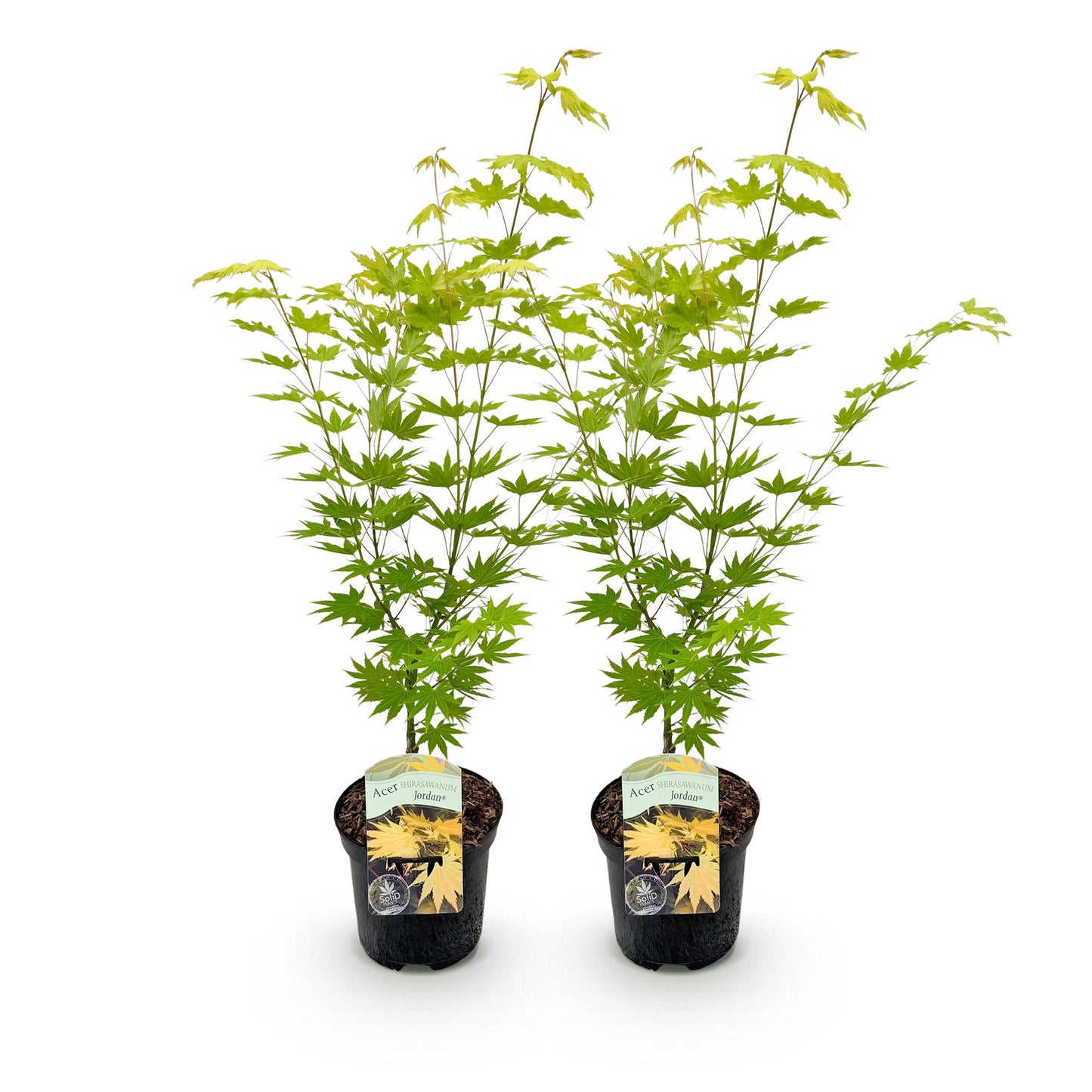 Érable du Japon Jordan, deux jeunes plants en pot sur fond blanc, avec un feuillage vert clair et jaune vif, pour un jardin ou une terrasse.