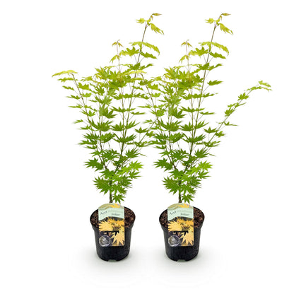 Érable du Japon Jordan, deux jeunes plants en pot sur fond blanc, avec un feuillage vert clair et jaune vif, pour un jardin ou une terrasse.