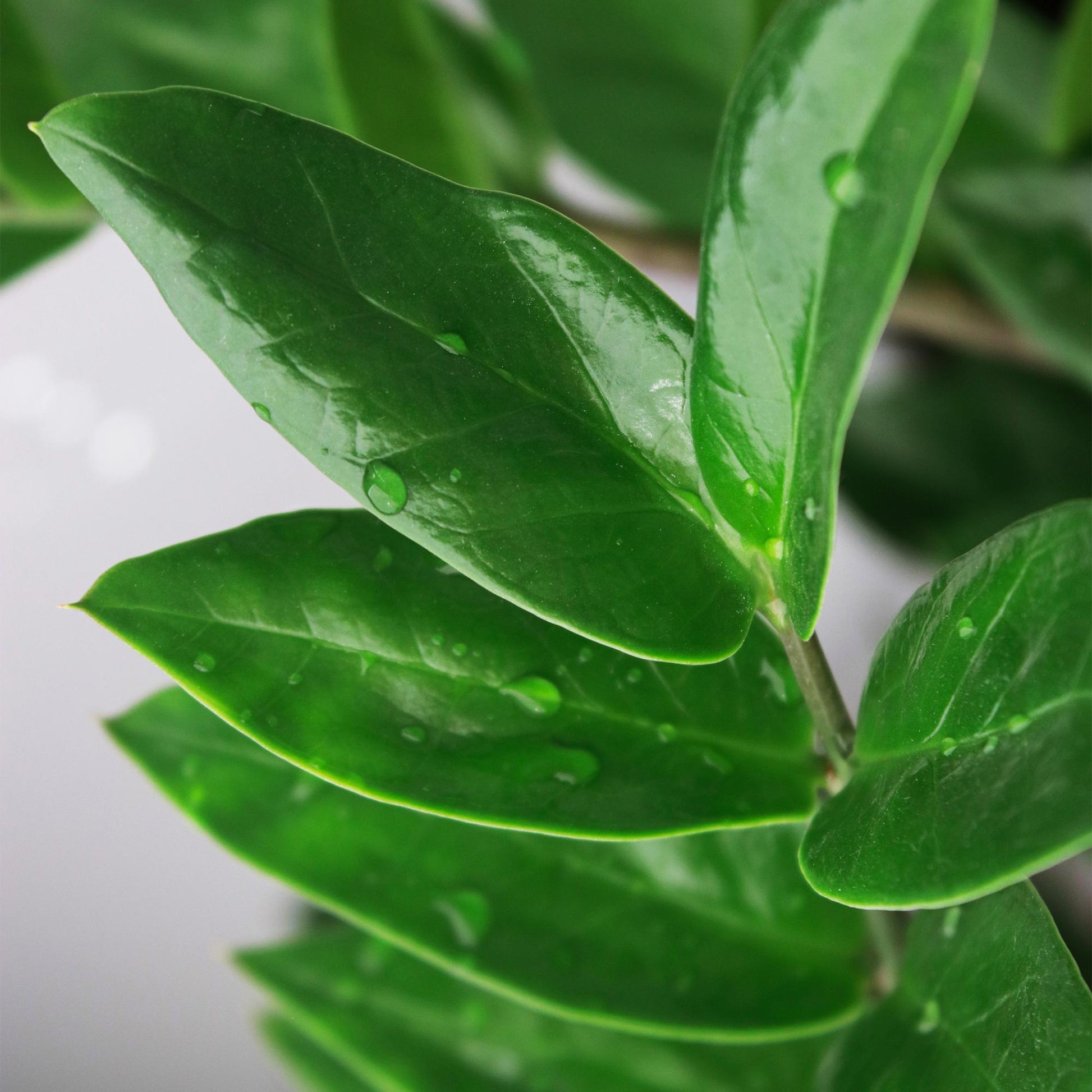 Plantes d'intérieur - Zamioculcas - Plante ZZ - Peu d'entretien - Vert - 1 Plante - Pot de 21 cm - Hauteur 80-90 cm