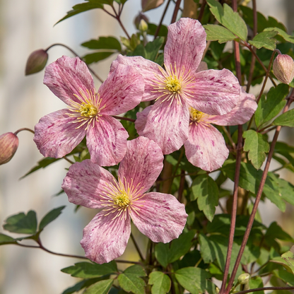 Clématite de montagne 'Marjorie' (Clematis montana) - grimpante fleurie