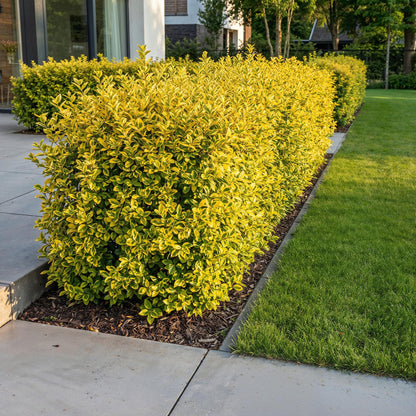 Ligustrum ovalifolium Aureum en haie persistante et panachée le long d'une allée de jardin, avec une pelouse verte.