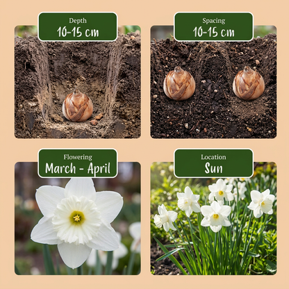 Guide de plantation des bulbes de Narcisse 'Mount Hood' indiquant la profondeur, l'espacement, la floraison et l'emplacement.