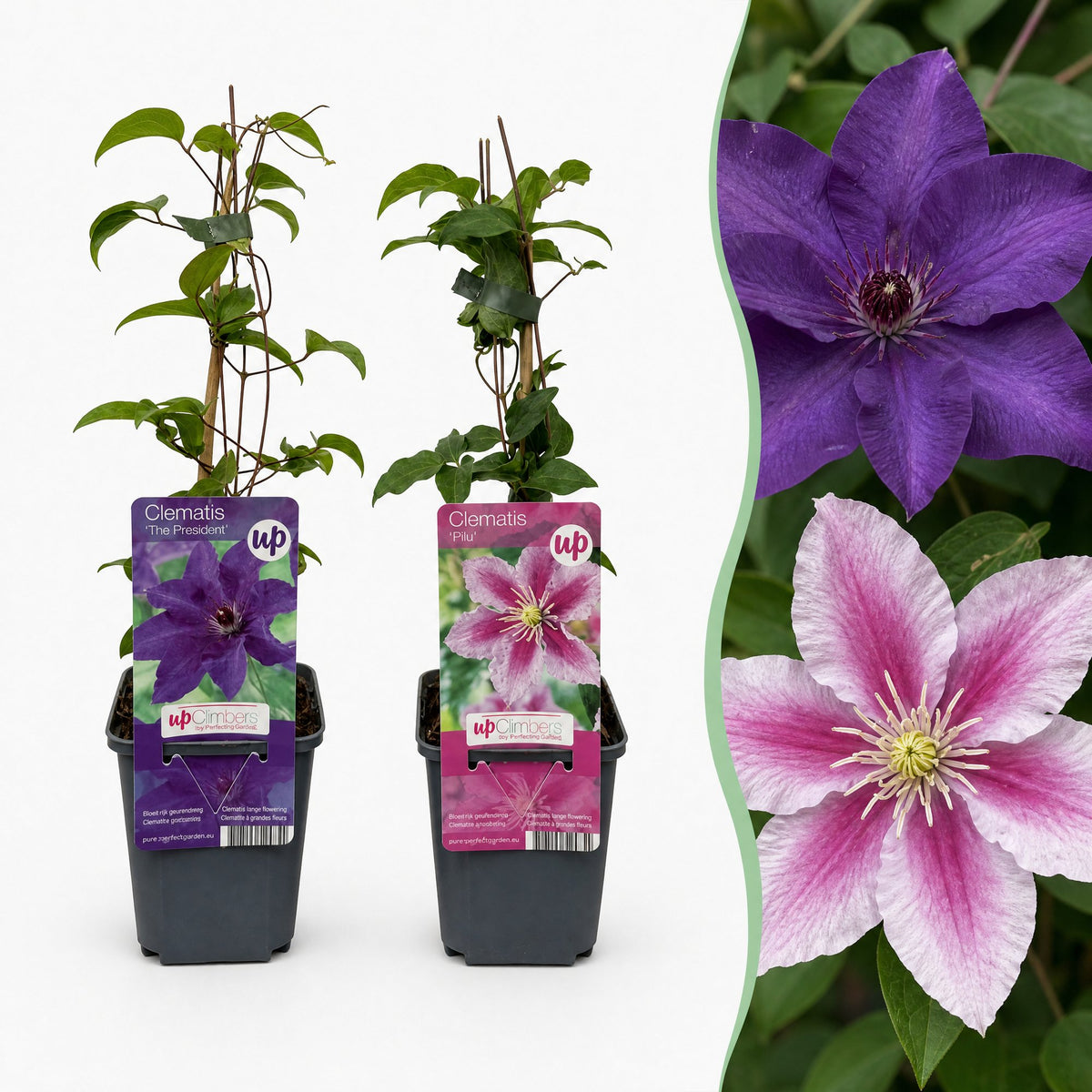 Clématite Duo Violet & Rose (Clematis) - grimpantes à grandes fleurs