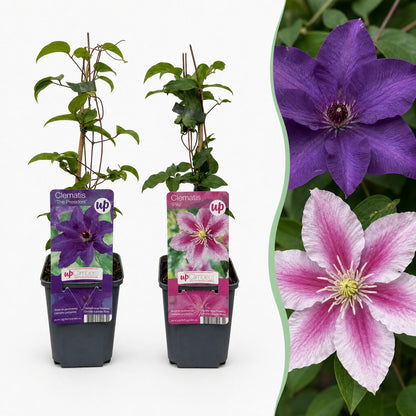 Clématite Duo Violet & Rose (Clematis) - grimpantes à grandes fleurs