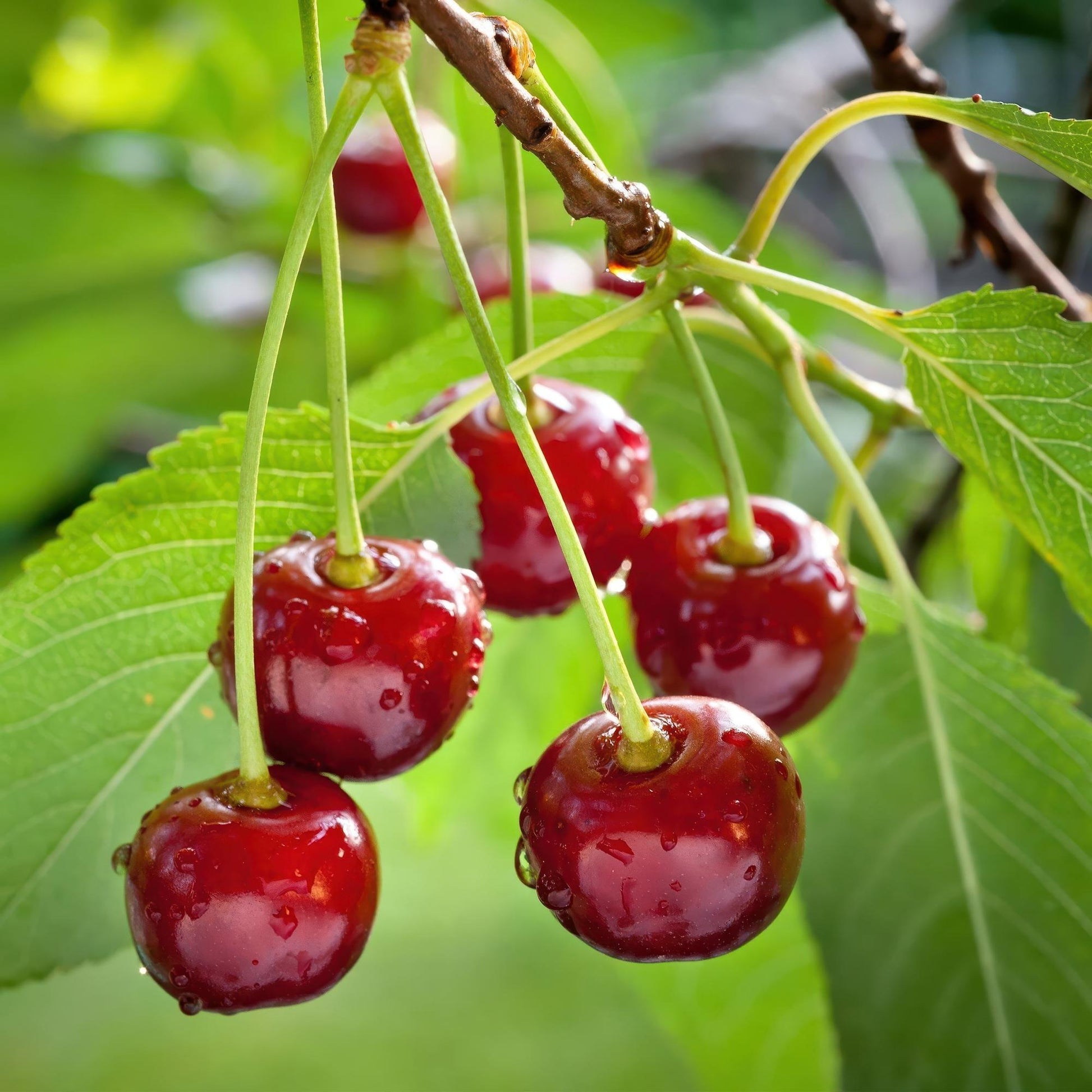 Cerisier Regina : Gros plan sur des cerises rouges juteuses et brillantes, recouvertes de gouttes d'eau, suspendues à une branche feuillue.