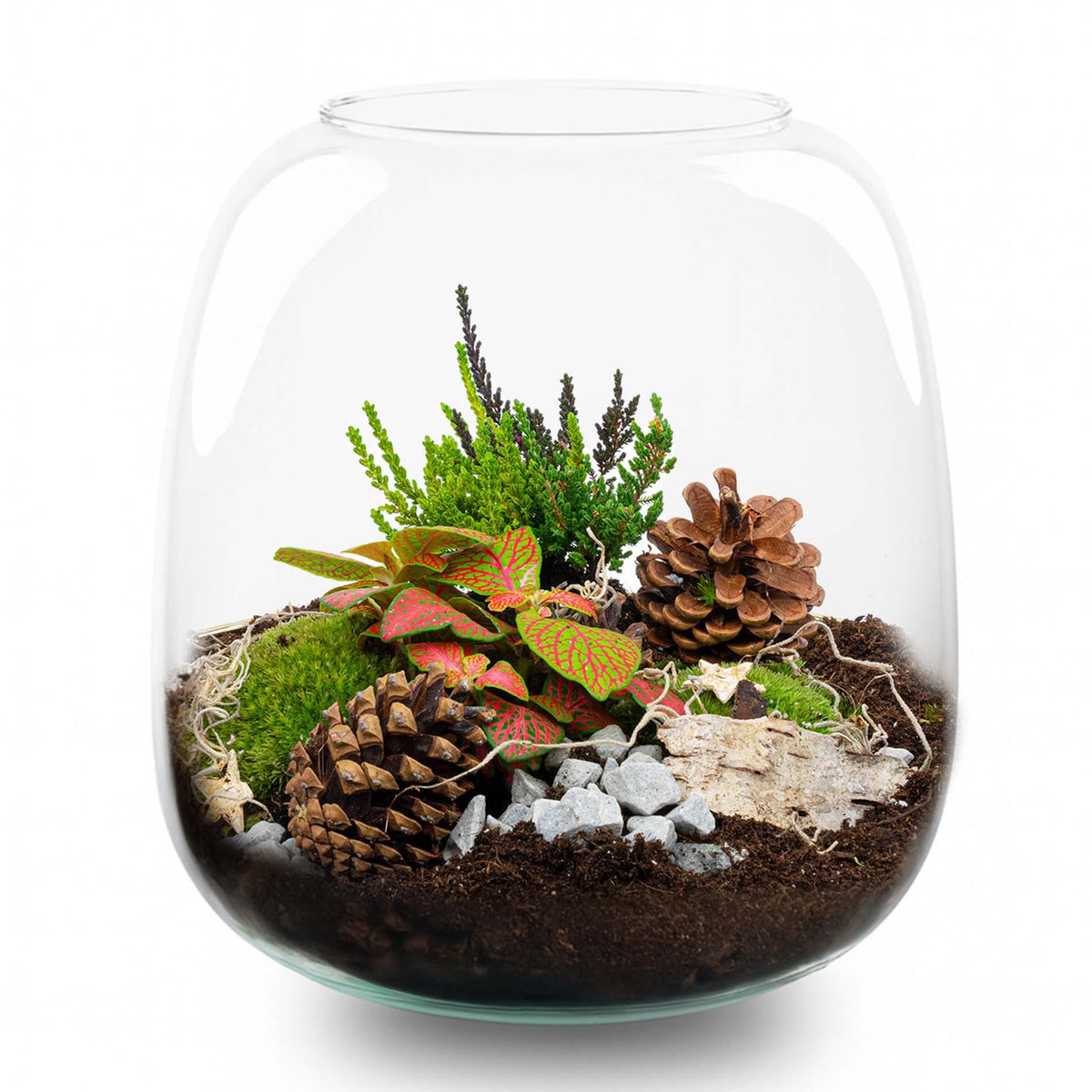 Kit terrarium de Noël fermé avec Fittonia, bruyère et décorations, bocal en verre Ø 19 cm