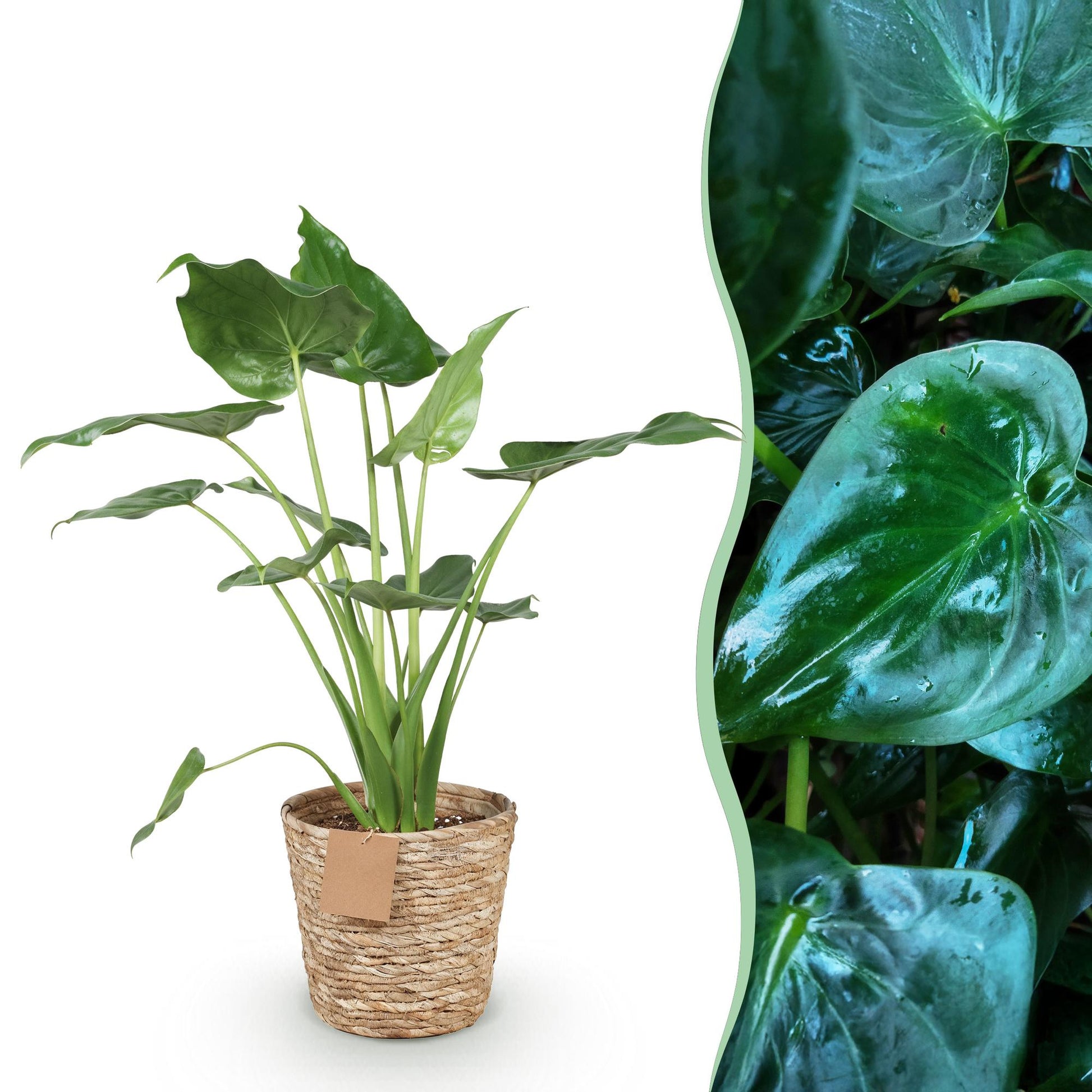 Plantes d'intérieur - Alocasia Cucullata - Main de Bouddha - Peu d'entretien - avec panier - Vert - 1 Plante - Pot 21cm - Hauteur 65-70cm