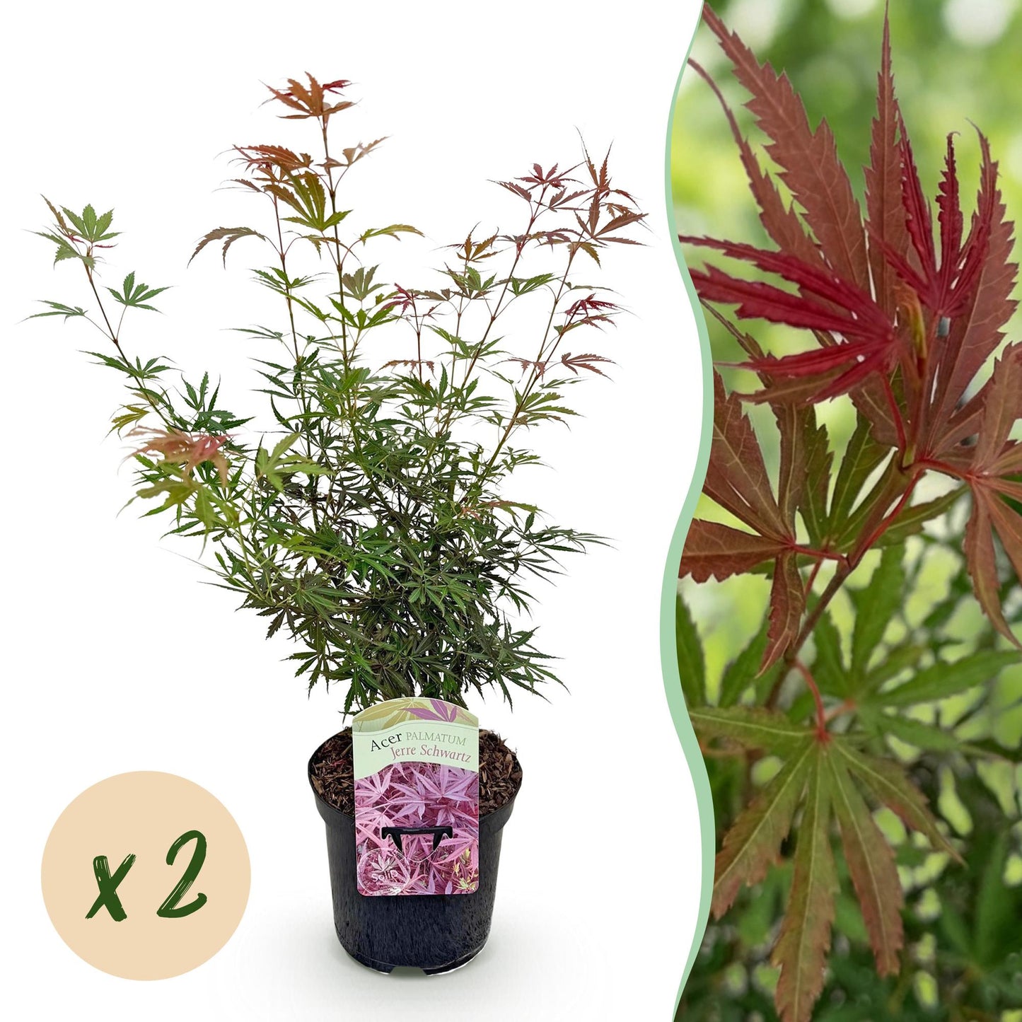 Érable du Japon Acer palmatum Jerre Swarts. Photo du plant en pot et gros plan sur le feuillage rouge. Bulle 'x2'.