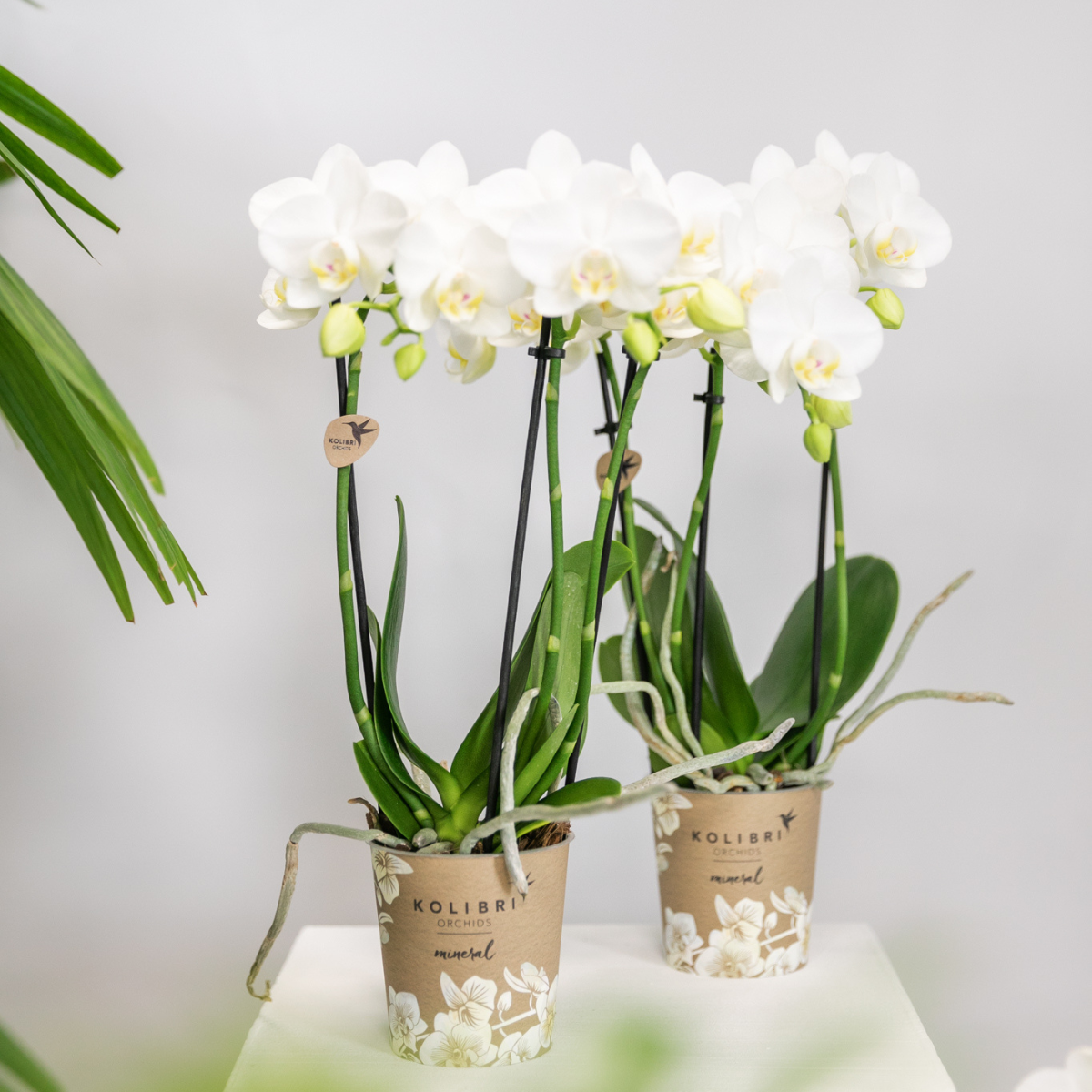 Orchidée Phalaenopsis blanche en pot
