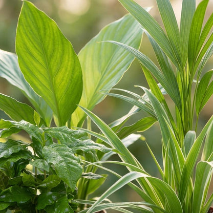 Détail du feuillage de Plantes purifiantes