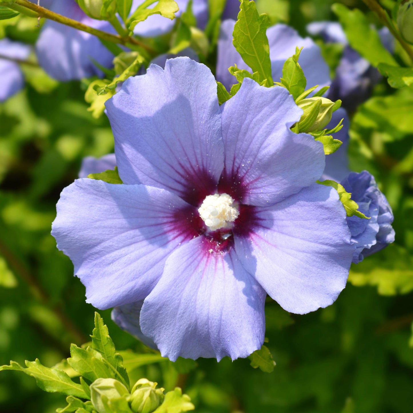Hibiscus syriacus Oiseau Blue : gros plan sur une fleur épanouie aux pétales d'un bleu-violet délicat, avec un cœur plus foncé.