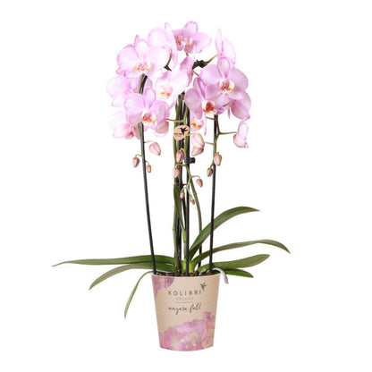 Orchidée Phalaenopsis rose en pot