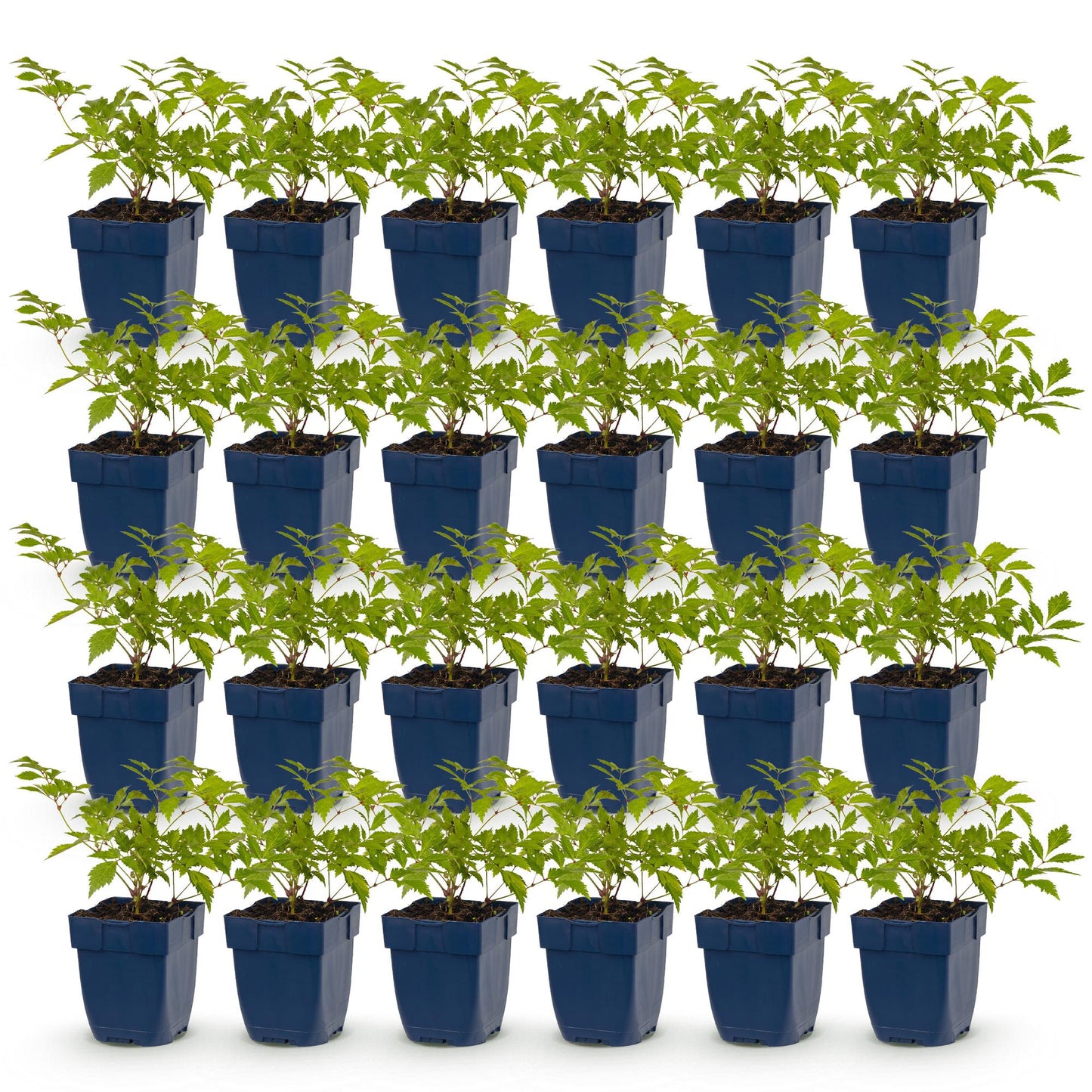 Astilbe Deutschland. Lot de jeunes plants vivaces en pot de 11 cm, feuillage vert vif, prêts à être plantés en pleine terre.