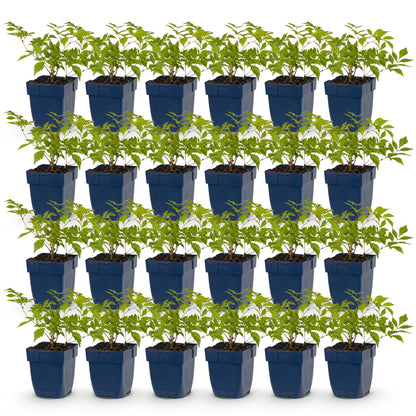 Astilbe Deutschland. Lot de jeunes plants vivaces en pot de 11 cm, feuillage vert vif, prêts à être plantés en pleine terre.