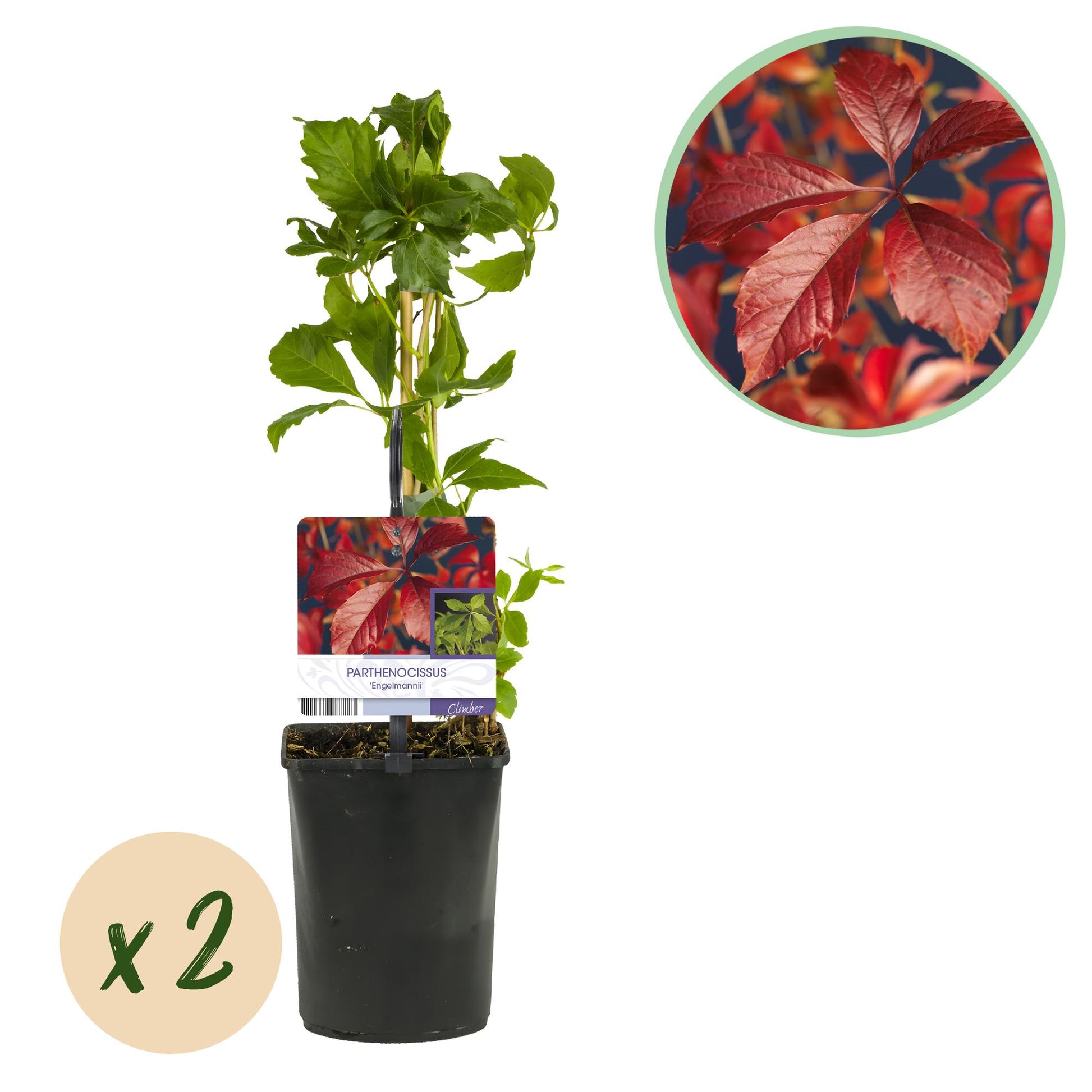 Parthenocissus Engelmannii : deux plants en pot de 11cm sur fond blanc, avec un gros plan du feuillage rouge vif en automne.