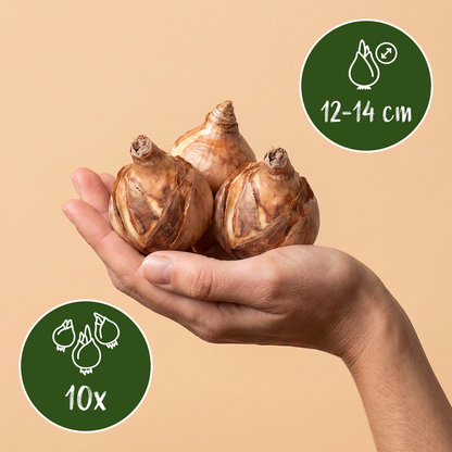 Bulbes de Narcisse 'Macaron Bloss' tenus dans une main, calibre 12-14 cm, lot de 10 bulbes.