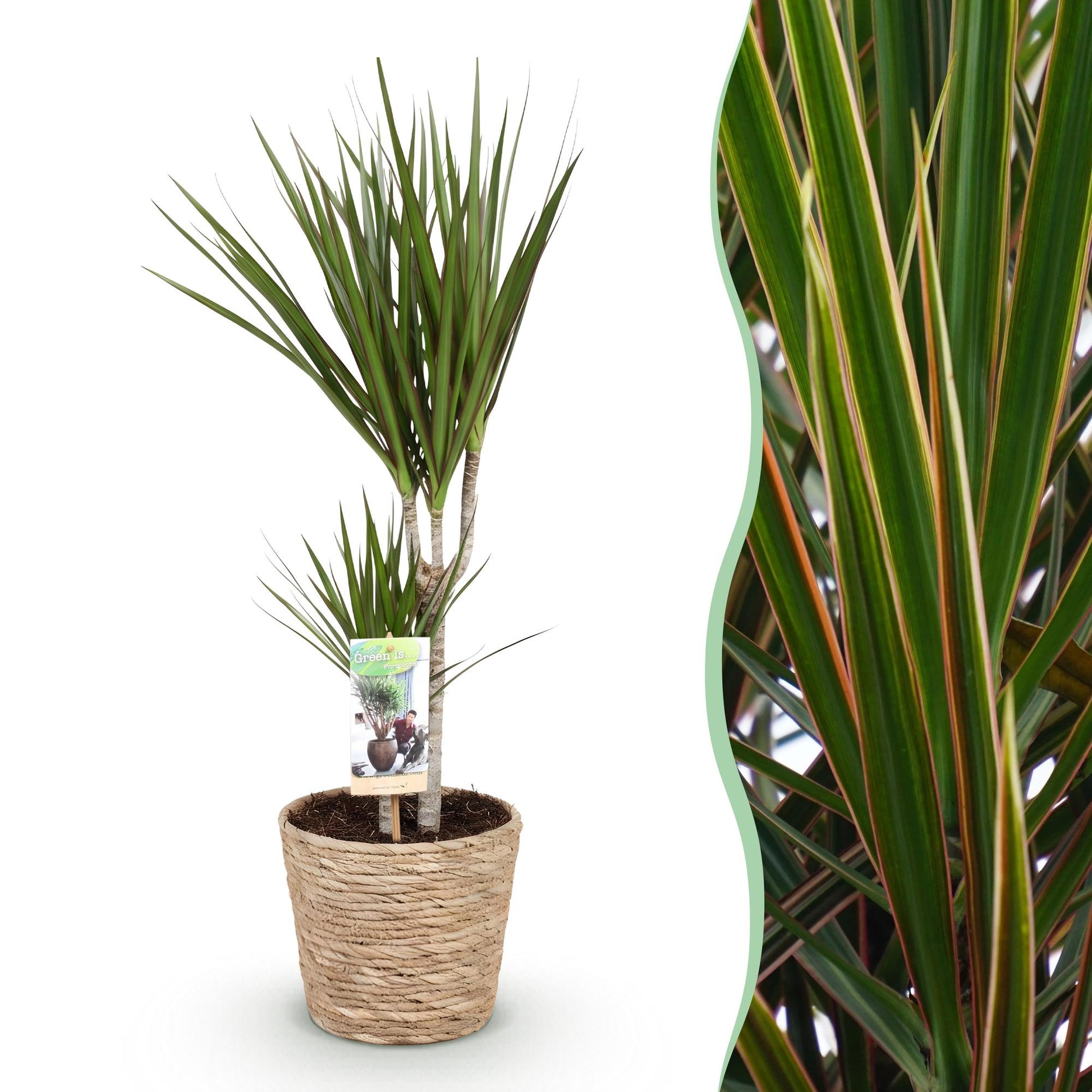 Plantes d'intérieur - Dracaena Marginata - Arbre à dragon - Peu d'entretien - avec panier - Vert - 1 Plante - Pot 17cm - Hauteur 70-80cm