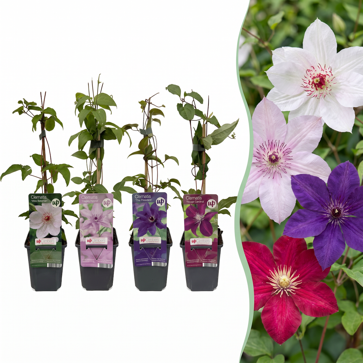 Clématite Rainbow en mélange de couleurs (Clematis) - grimpantes fleuries