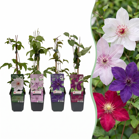 Clématite Rainbow en mélange de couleurs (Clematis) - grimpantes fleuries