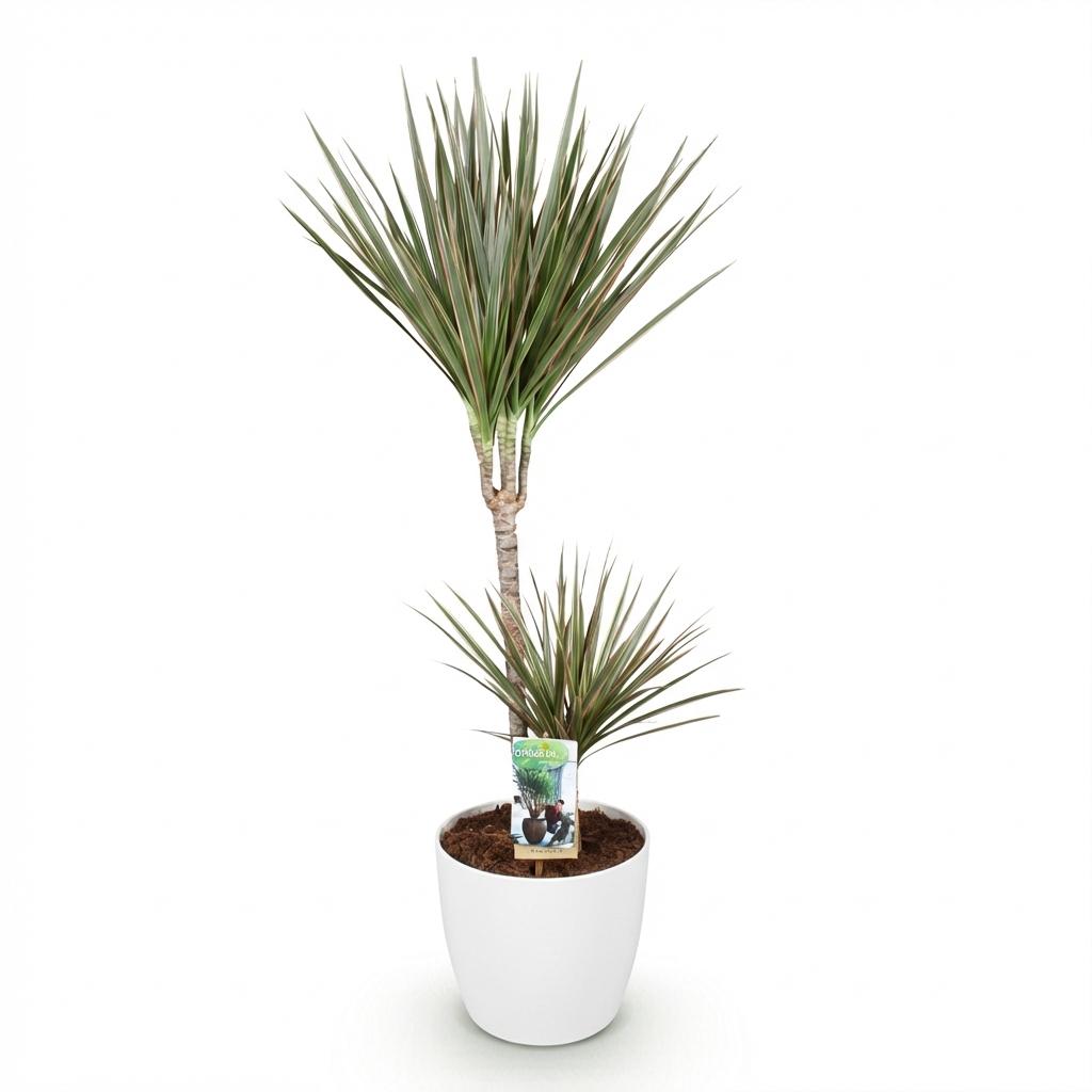 Dracaena Marginata Bicolor dans un pot blanc, au feuillage bicolore vert et rouge vif, sur fond blanc